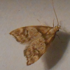 Gymnobathra hamatella