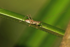 Austrosalomona destructor