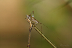 Austrosalomona destructor