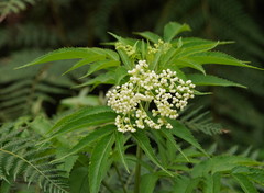 Sambucus gaudichaudiana