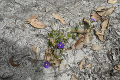 Scaevola striata