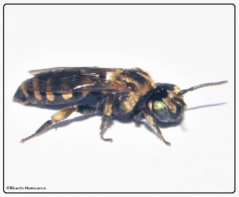 Parepeolus