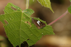 Notocrypta waigensis