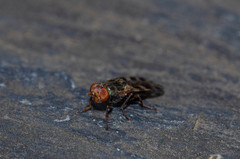 Ceroxys