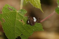 Notocrypta waigensis