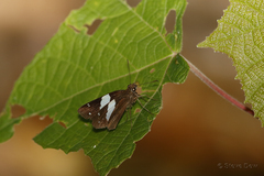 Notocrypta waigensis