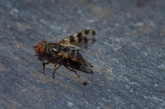 Ceroxys
