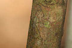 Pandercetes gracilis