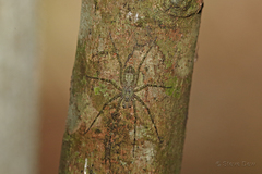 Pandercetes gracilis