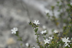Orianthera serpyllifolia