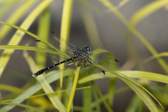 Hemigomphus theischingeri