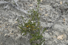 Orianthera serpyllifolia