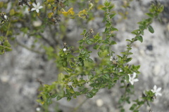 Orianthera serpyllifolia