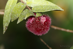 Syzygium wilsonii