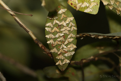 Tetrernia teminitis
