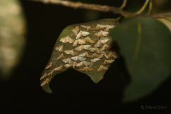 Tetrernia teminitis