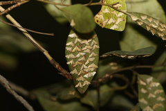 Tetrernia teminitis
