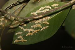 Tetrernia teminitis