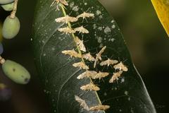 Tetrernia teminitis
