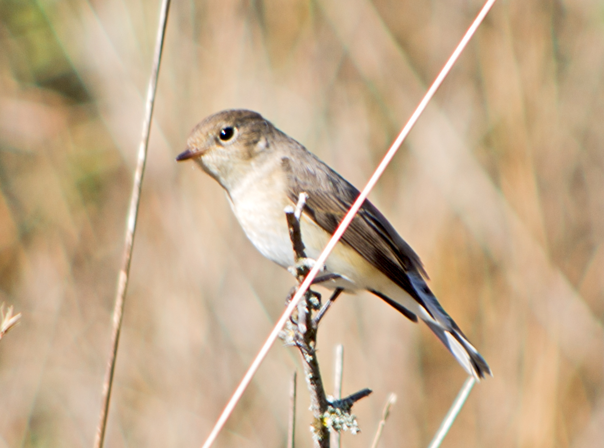 Red-breasted Flycatcher