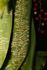 Tetrernia teminitis