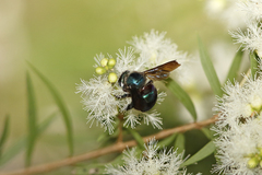 Xylocopa bombylans