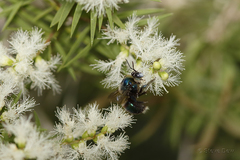 Xylocopa bombylans