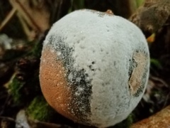 Penicillium digitatum