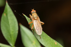 Scathophaga inquinata