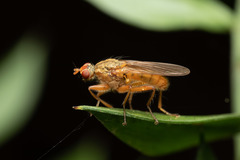 Scathophaga inquinata