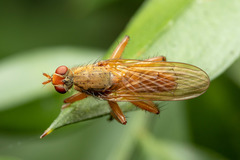 Scathophaga inquinata