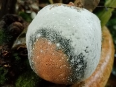 Penicillium digitatum