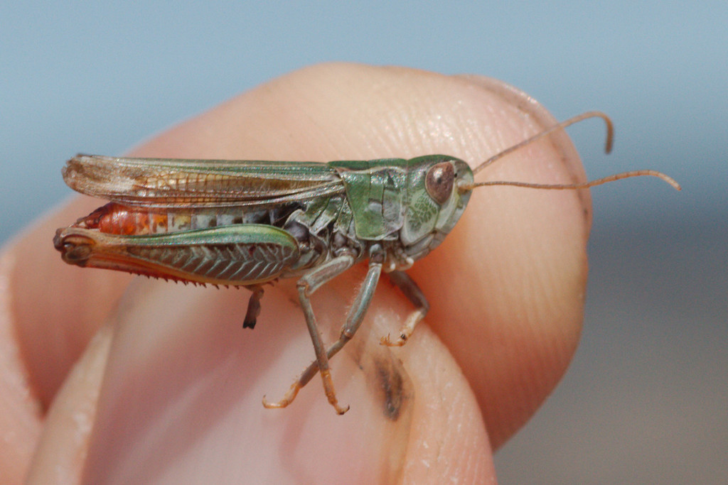 Stenobothrus nigromaculatus nigromaculatus