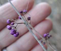 Callicarpa dichotoma