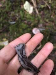 Craterellus atrocinereus