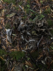 Craterellus atrocinereus