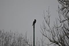 Phalacrocorax carbo