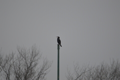 Phalacrocorax carbo