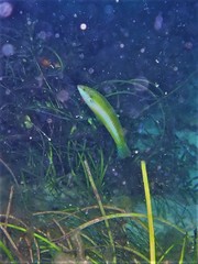 Halichoeres brownfieldi