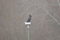 Phalacrocorax carbo