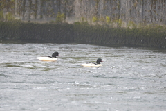 Mergus merganser