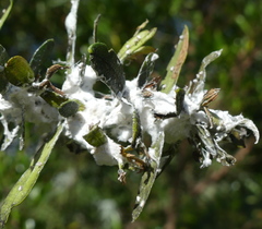 Euphyllura