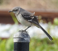 Mimus polyglottos image