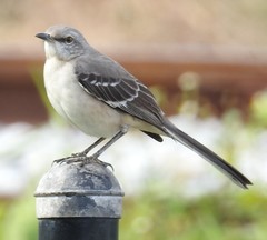 Mimus polyglottos image