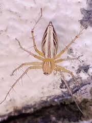 Oxyopes javanus