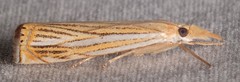 Crambus multilinellus