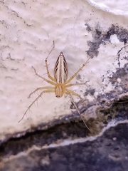 Oxyopes javanus