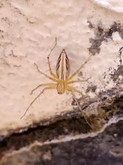 Oxyopes javanus