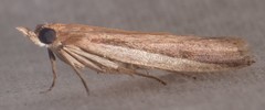 Peoria roseotinctella