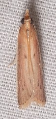 Peoria roseotinctella